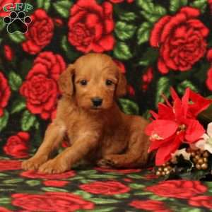 Comet, Mini Goldendoodle Puppy